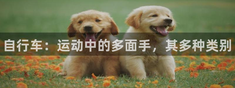 ag尊龙凯时|自行车:运动中的多面手,其多种类别(图1) ag尊龙凯时